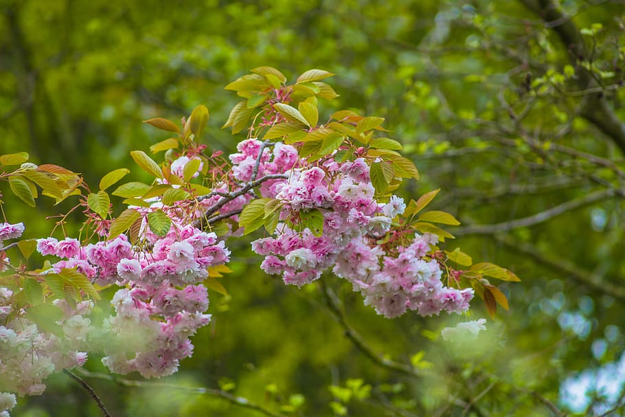 united kingdom, liverpool, festival gardens, flower, green