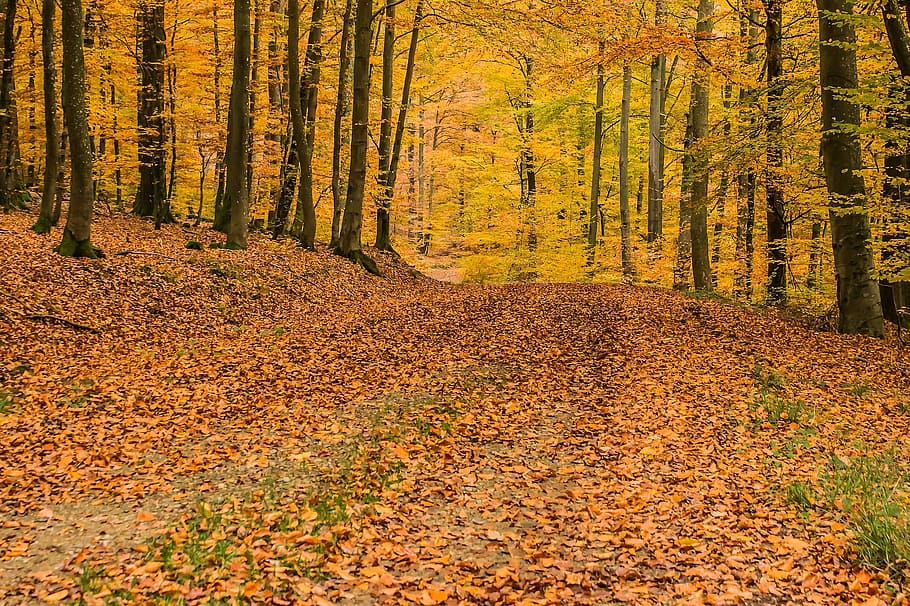 deciduous, forest, autumn, fall, fallen, leave, leaf, dry, season HD wallpaper