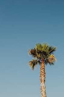 beach, blue, blue sky, bright, bright blue, clear, coconut HD wallpaper