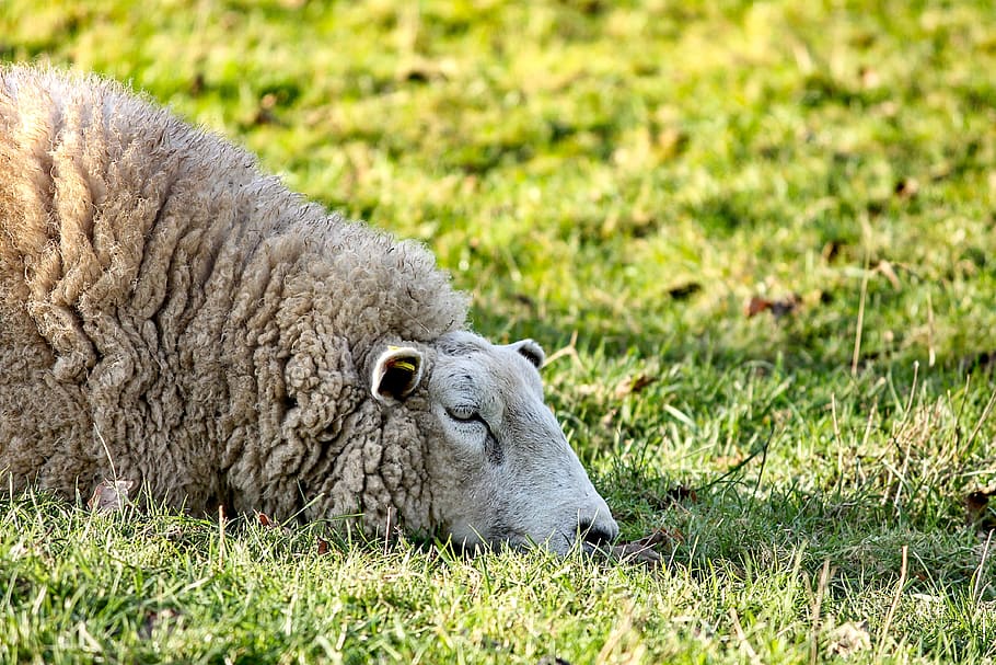 sheep, lying, rest, meadow, pasture, wool, animal, nature, fur HD wallpaper