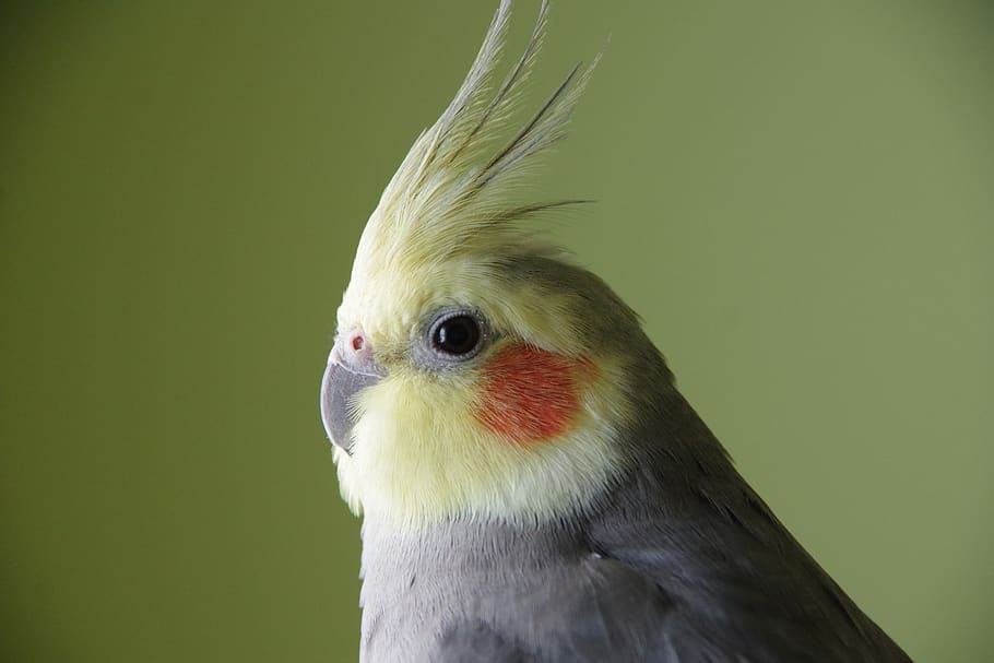 cockatiel, bird, yellow, avian, crest, parrot, one animal, animal themes