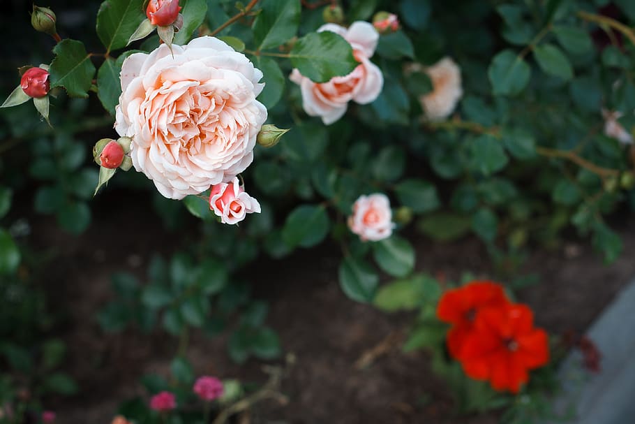 rose, background, flowers, roses, isolated, white, beautiful HD wallpaper