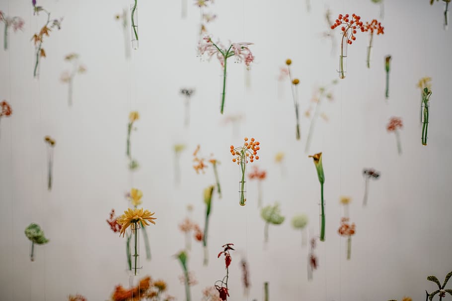 closeup photo of floating flowers poster, wall, exhibition, nature HD wallpaper