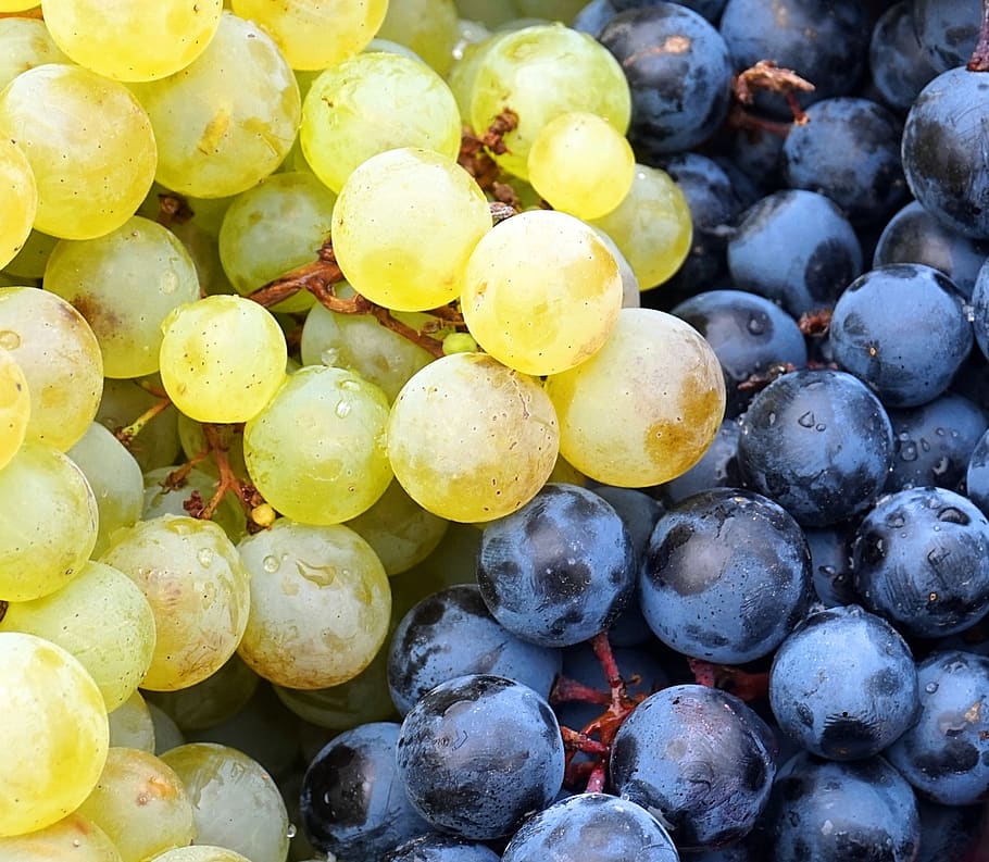 grapes, red, white, harvest, wine, winegrowing, fruit, autumn HD wallpaper