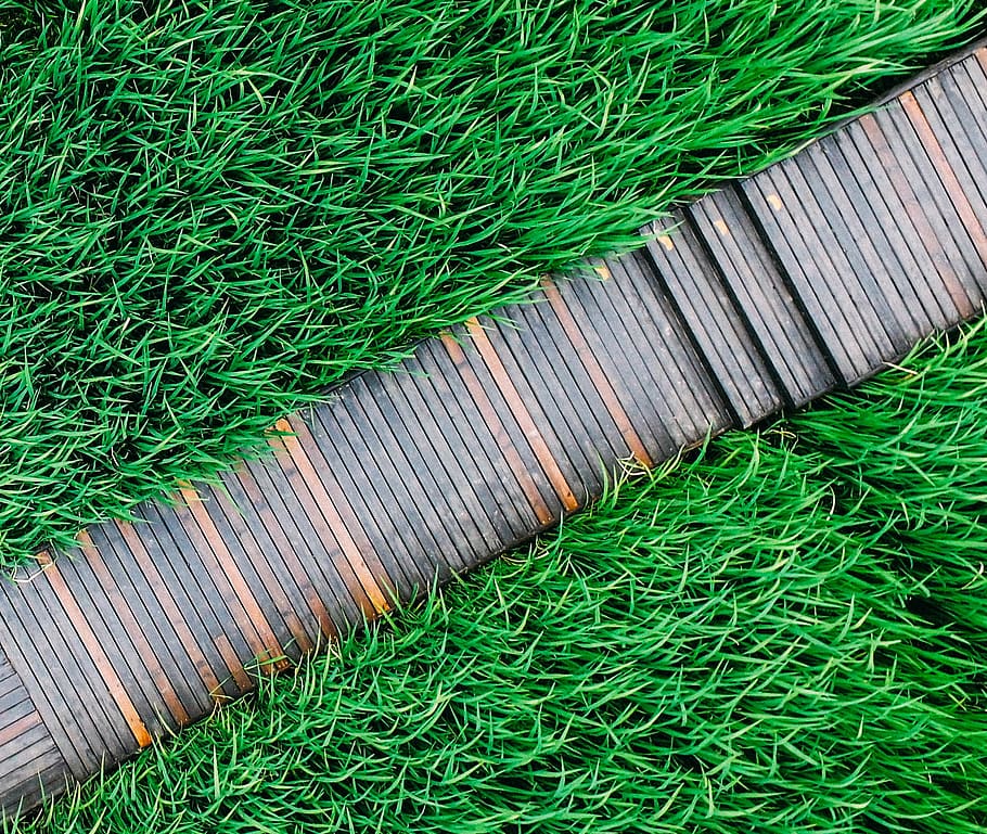 grass, diji, green color, no people, high angle view, day, plant HD wallpaper