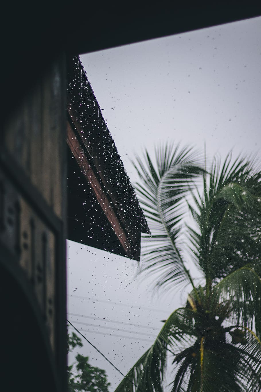 Green Coconut Tree Near House, rain, raindrops, raining, water HD wallpaper