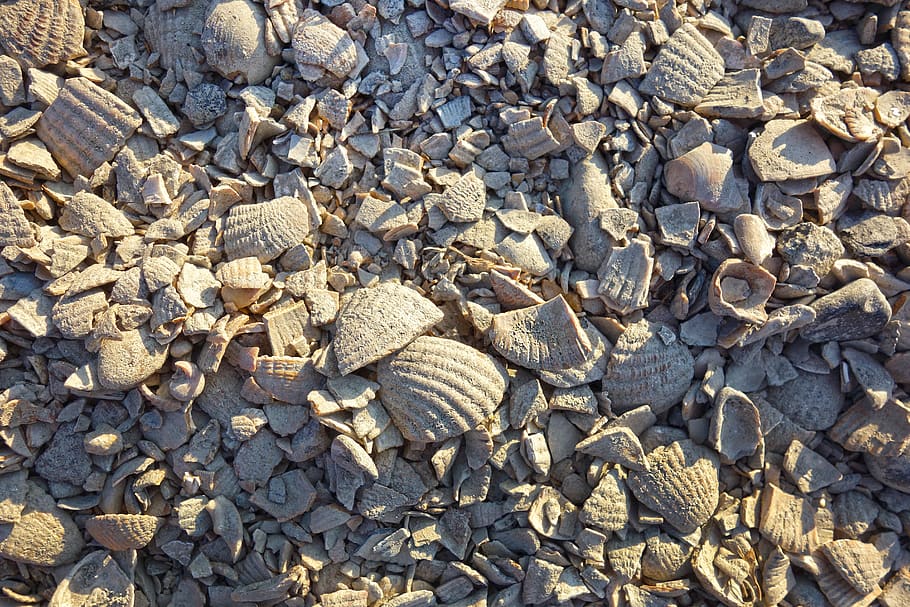 crushed shells, seashell gravel, surface, covering, footpath