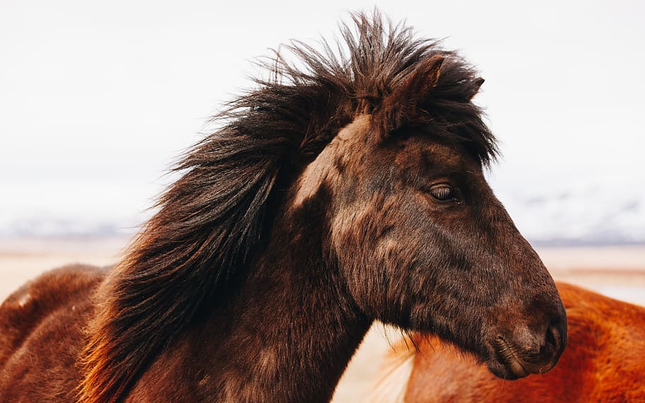brown horse during daytime, mammal, animal, iceland, colt horse HD wallpaper