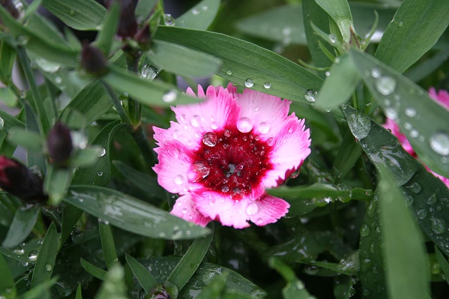 united states, bradford, flower, rain, water, pink, pearl of dew, HD wallpaper