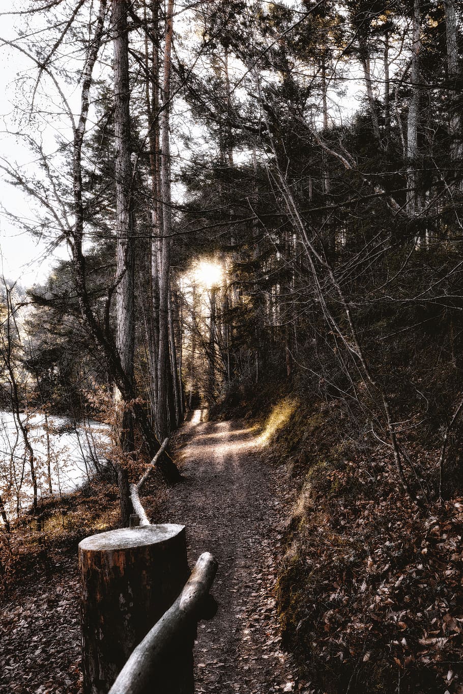 tree, plant, forest, nature, no people, land, tranquility, day HD wallpaper