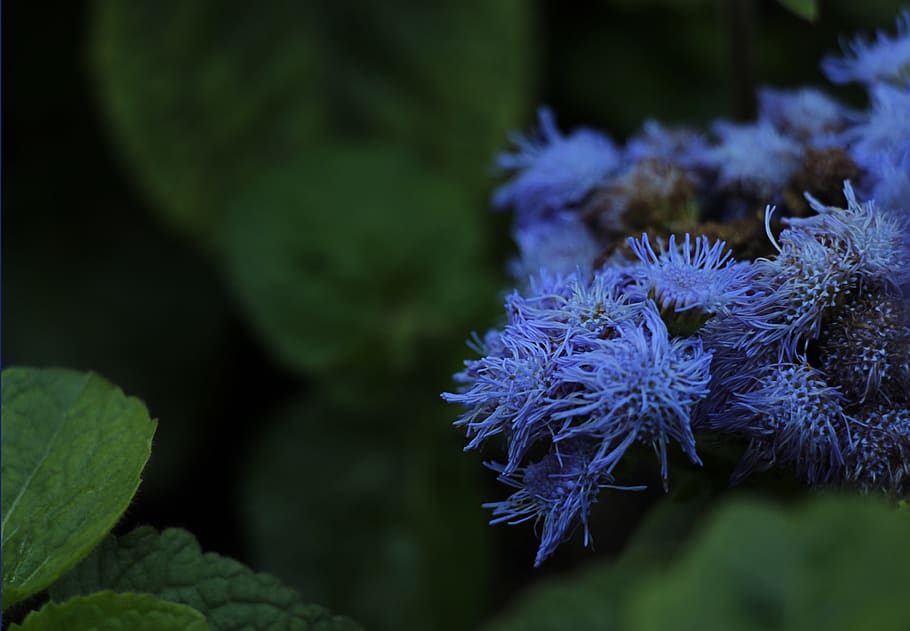 flower, nature, close-up, plant, beauty in nature, growth, animal wildlife HD wallpaper