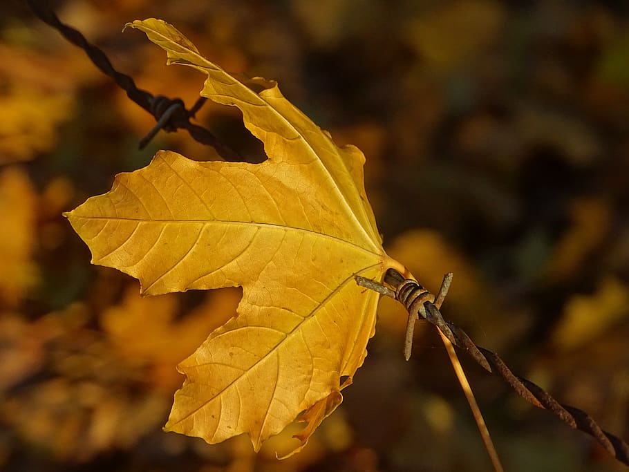 leaf, barbed, hooked, nature, fall, retained, balance, plant part HD wallpaper