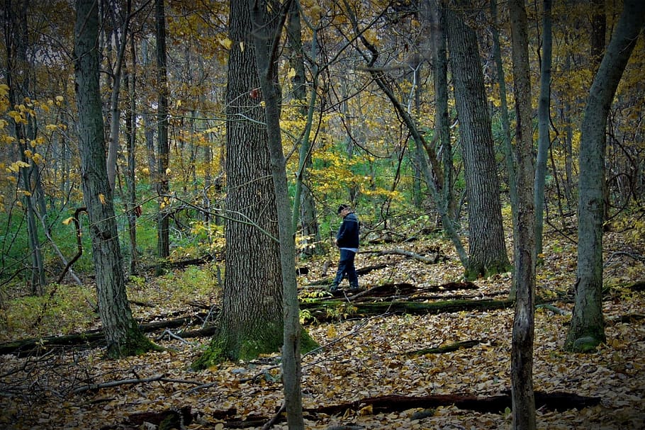 forest, man, alone, trees, woods, depression, lonely, peace HD wallpaper