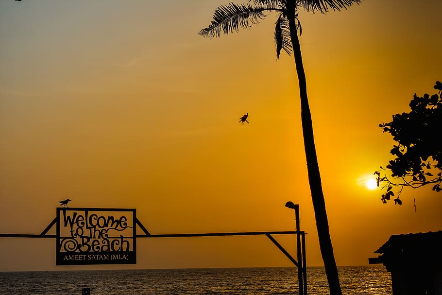 evening, tree, sunset, beach, sky, orange color, water, beauty in nature HD wallpaper