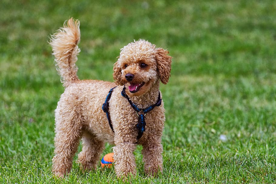poodle, dog, pet, cute, play, charming, animal, domestic, pets HD wallpaper