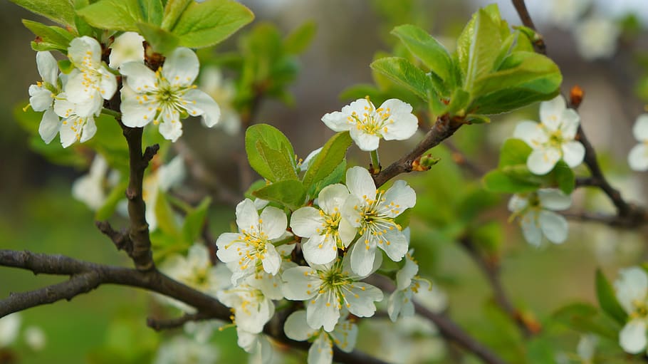 nature, plants, tree, fruit, branch, flowering, white, flowers HD wallpaper