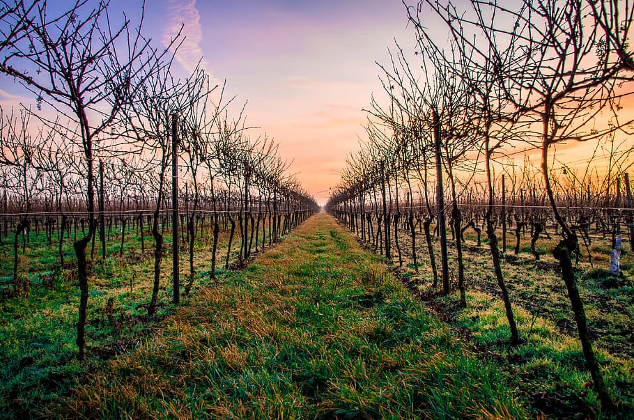 beautiful, nature, clouds, sky, grass, green, vineyard, winter HD wallpaper