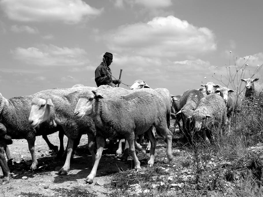 Sheep, animal, herd, herding, human, activity, mammal, domestic animals HD wallpaper