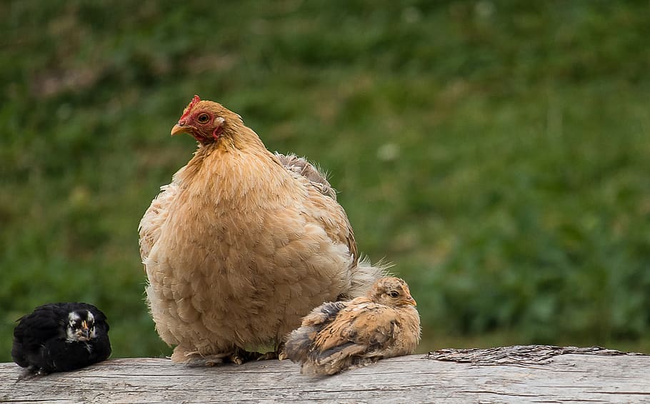 chicks, chicken, hen, bird, animal, animal world, poultry, feather HD wallpaper