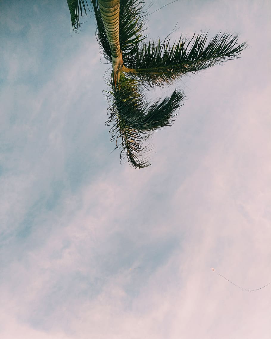 palm tree, plant, abies, fir, arecaceae, praia grande, nature HD wallpaper