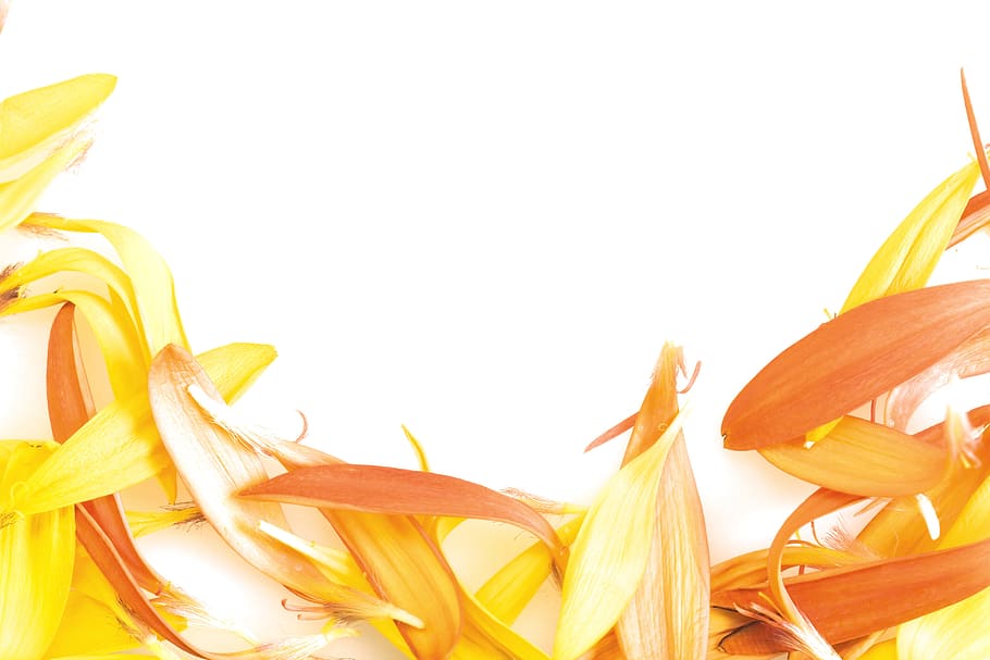 border, bottom, flower, petals, colors, daisy, details, flora HD wallpaper