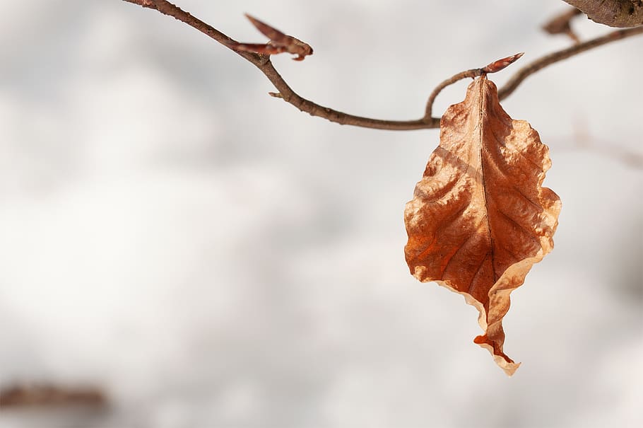 leaf, leaves, brown, nature, of course, autumn, winter, spring HD wallpaper