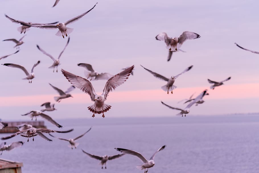 birds flying during blue hour, seagull, animal, waterfowl, ardeidae HD wallpaper