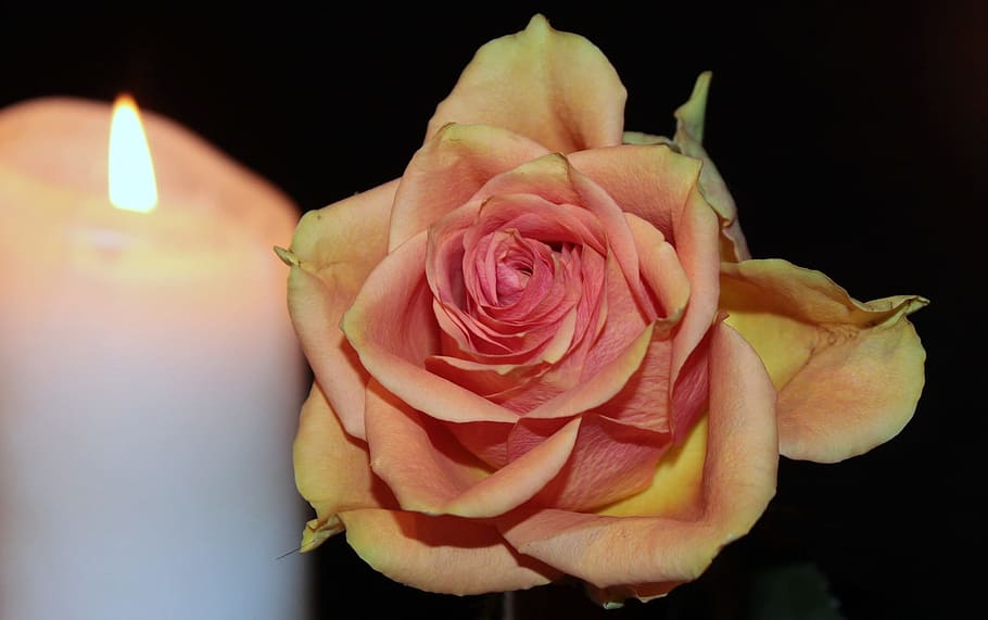 rose, fresh, candle, flame, flower, nature, fragrance, garden HD wallpaper