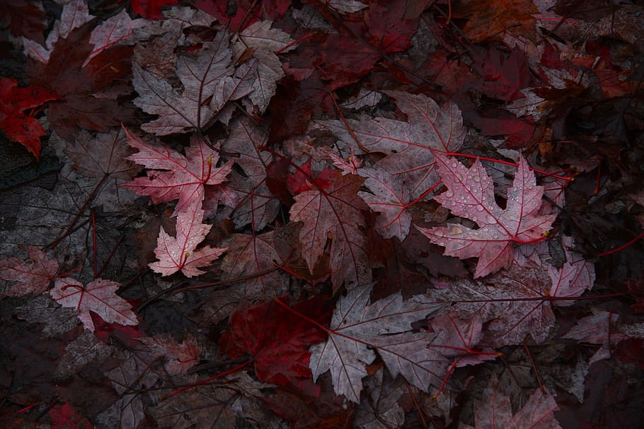 fall, autumn, red, season, nature, leaves, leaf, plant part HD wallpaper