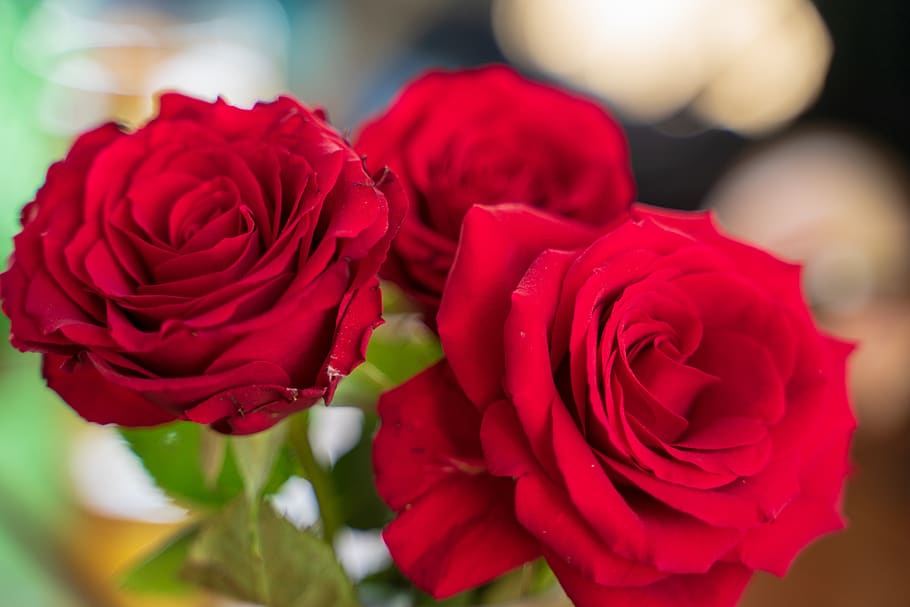 roses, flowers, red, love, romance, pink, blossom, bloom, romantic HD wallpaper