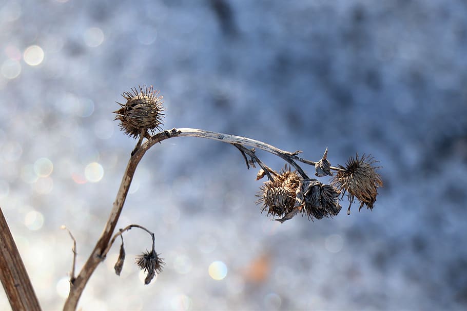 winter, thistle, nature, coldly, snow, scratchy, flora, tosca HD wallpaper