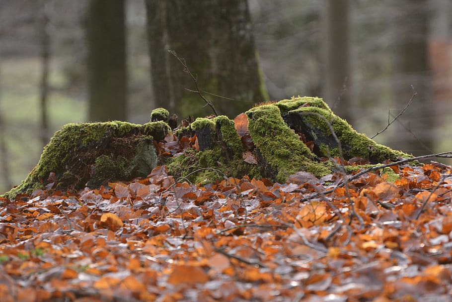 natural, autumn, tree stump, plant, selective focus, day, moss HD wallpaper
