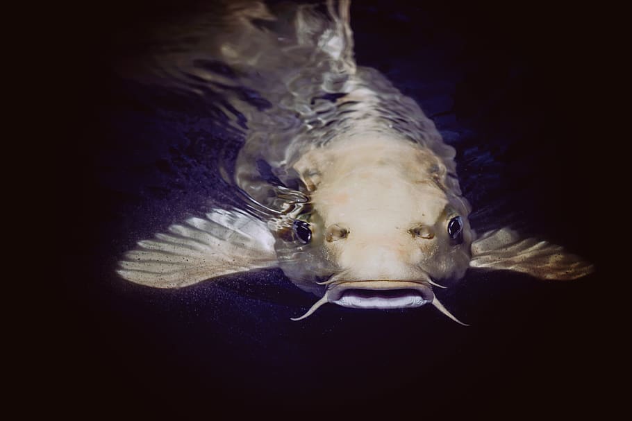Catfish in Body of Water, animal, pond, swimming, underwater, HD wallpaper