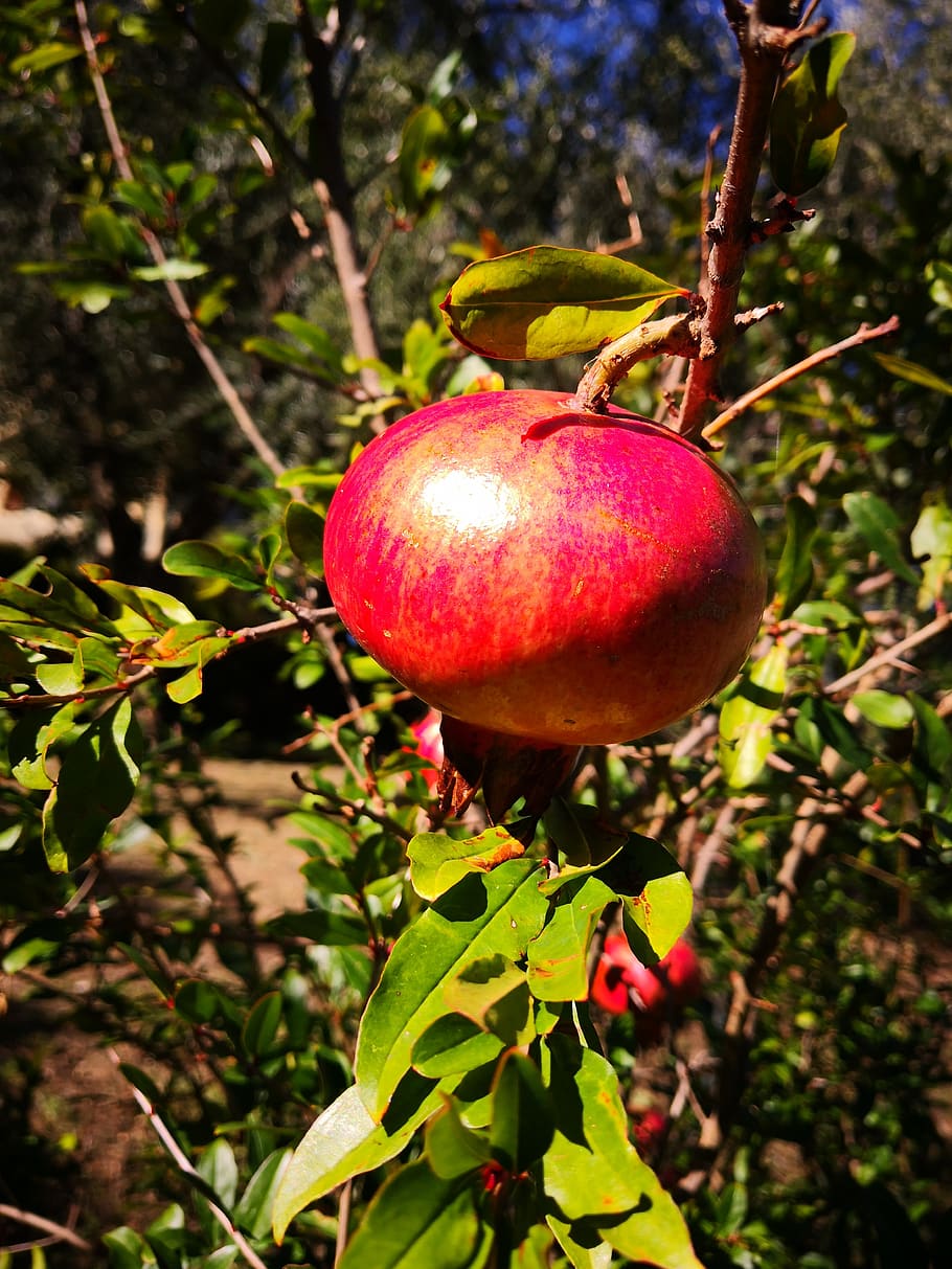 HD wallpaper: pomegranate, apple, red, purple, fruit, tree, apple tree,  rarity | Wallpaper Flare