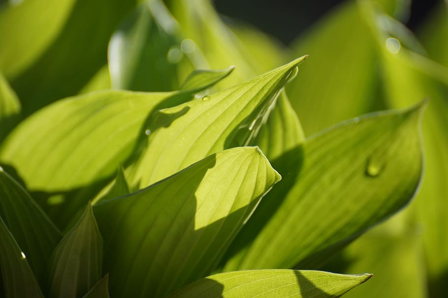 Green Plants, close-up, dew, macro, green color, leaf, plant part HD wallpaper