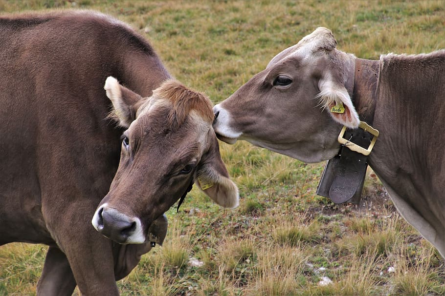 cows, charming, alpine, para, total, mountains, julierpass HD wallpaper
