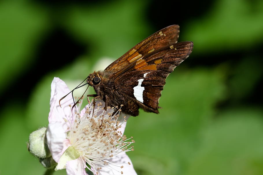 brown butterfly, flower, moth, insect, invertebrate, flowering plant HD wallpaper