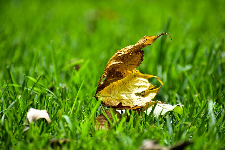 dry leaf, plain, green, plant, green color, grass, growth, animal themes HD wallpaper