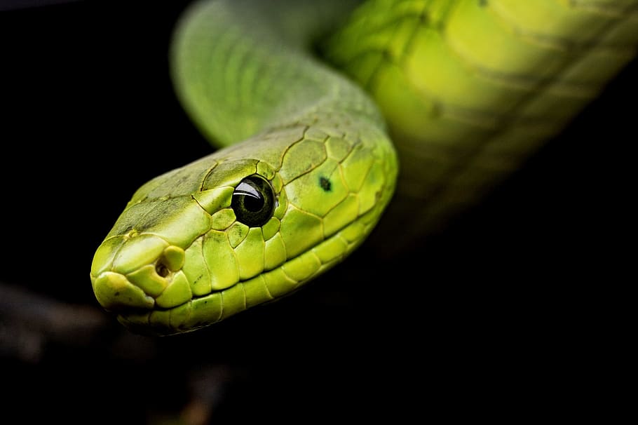 snake, reptile, tree snake, animal world, terrarium, snake venom, HD wallpaper