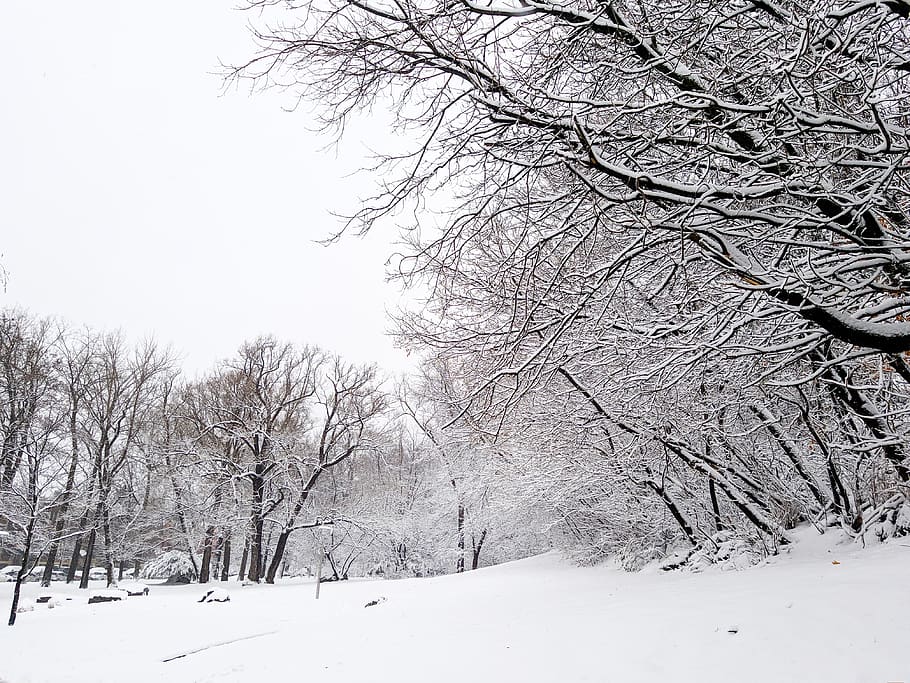 white snowfield surrounded trees, blizzard, nature, outdoors HD wallpaper