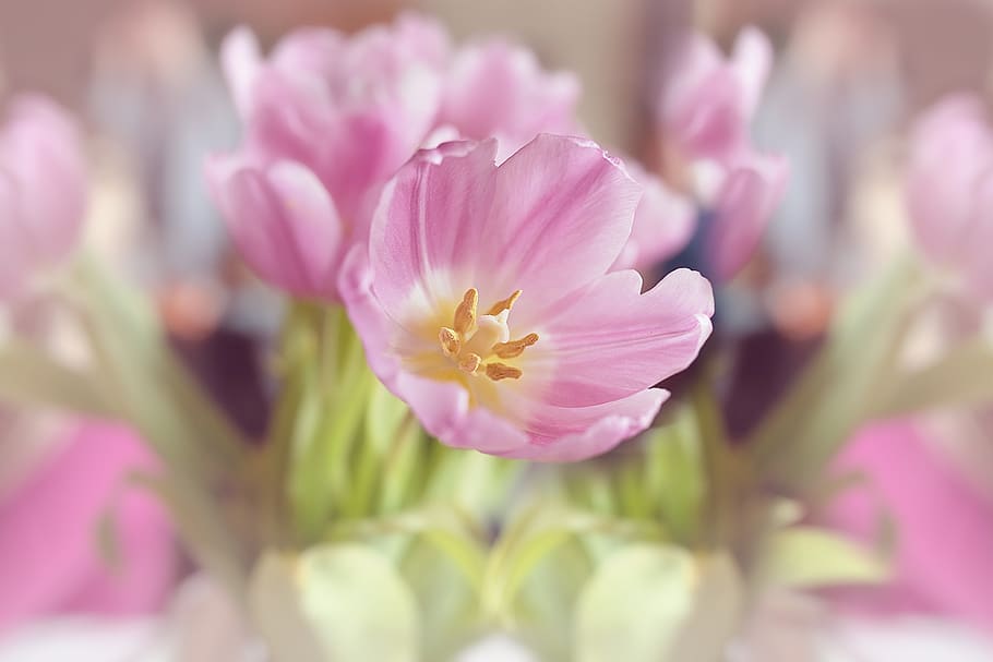 Pink Petaled Flowers, bloom, blossom, close-up, flora, HD wallpaper HD wallpaper