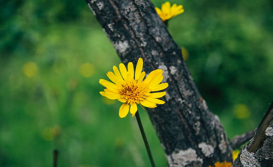 nature, trees, flowers, bloom, autumn, fall, yellow, petals HD wallpaper