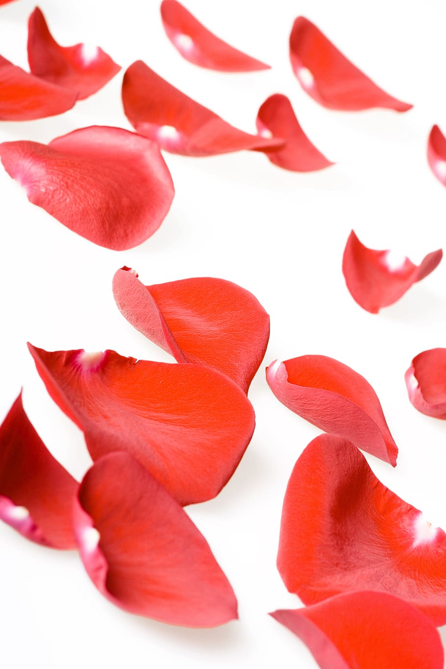 con2011, flower, fresh, gift, isolated, petals, photo, red HD wallpaper