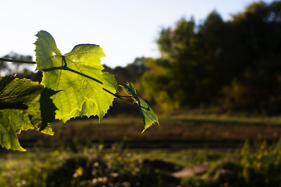 sheet, greens, sprig, vegetable, leaves, backlight, foliage HD wallpaper