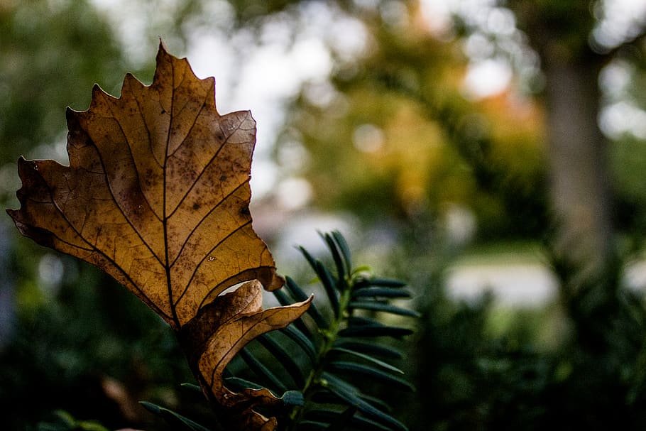 canada, peterborough, leaf, plant part, tree, autumn, nature HD wallpaper