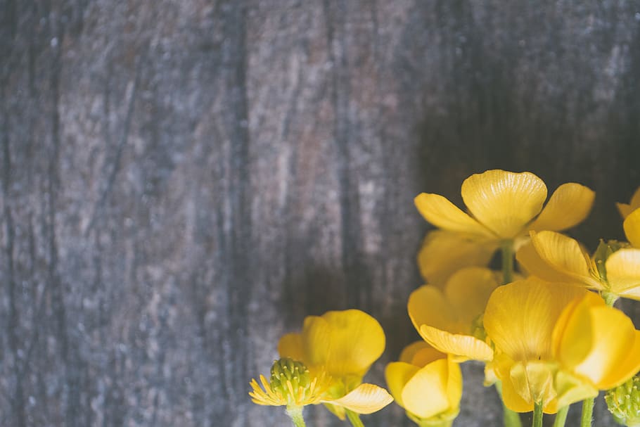 Closeup Photo of Yellow Petaled Flowers, background, beautiful HD wallpaper