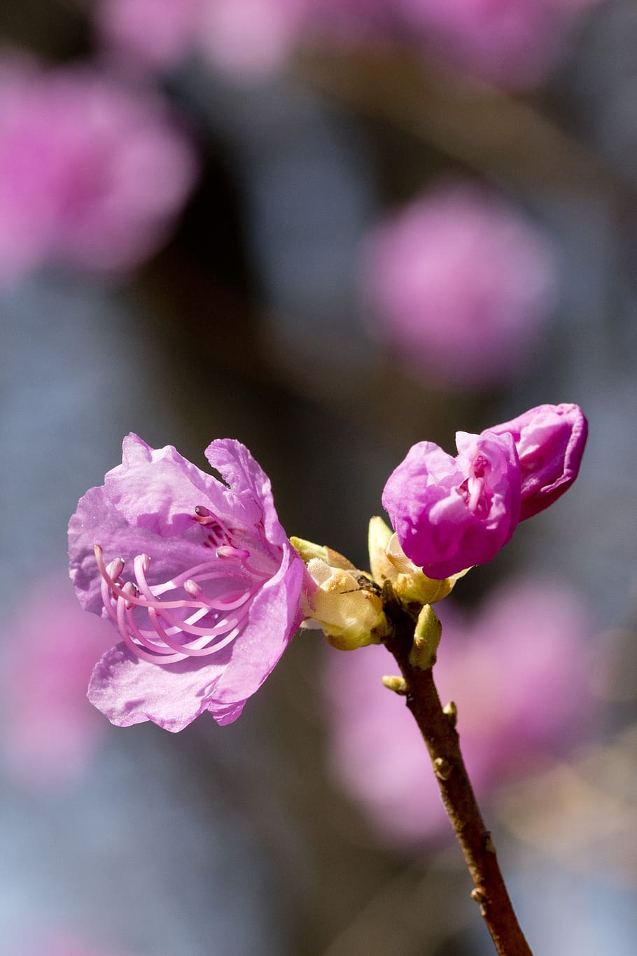 azalea, spring, flowers, nature, plants, flowering, the shining HD wallpaper