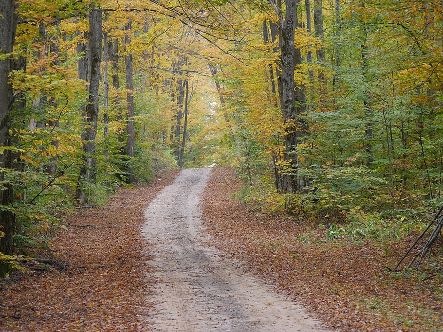 nature, fall, fall foilage, autumn, leaves, forest, yellow HD wallpaper