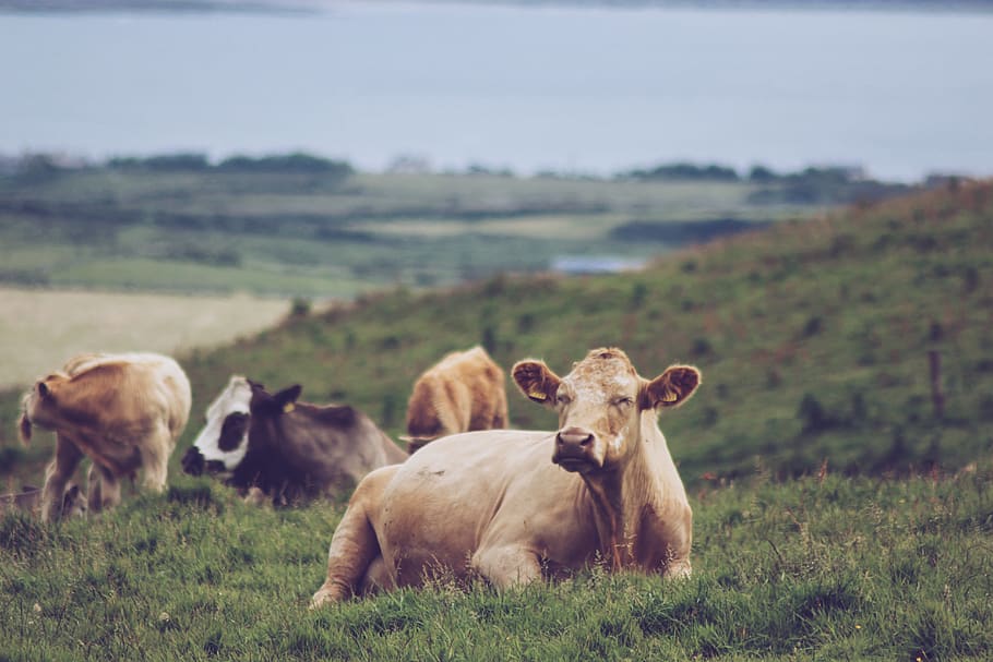 ireland, cliffs of moher, clare, travel, chillout, cow, mountain, HD wallpaper