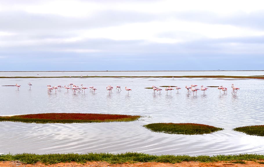 flamingos, walvisbay, namibia, ocean, feeding, africa, sea HD wallpaper